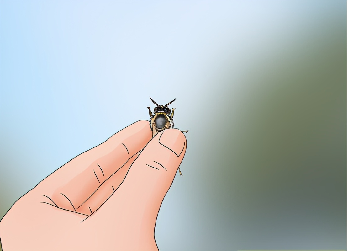 土养蜜蜂换王怎样方便找到蜂王,蜜蜂二十多只带一个蜂王怎么养殖