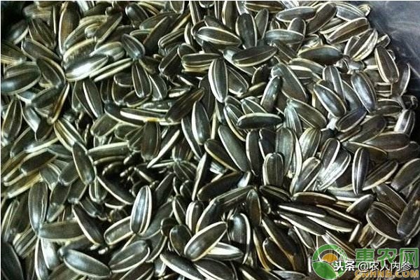 2023年葵花籽的批发价格,葵花籽最新价格走势