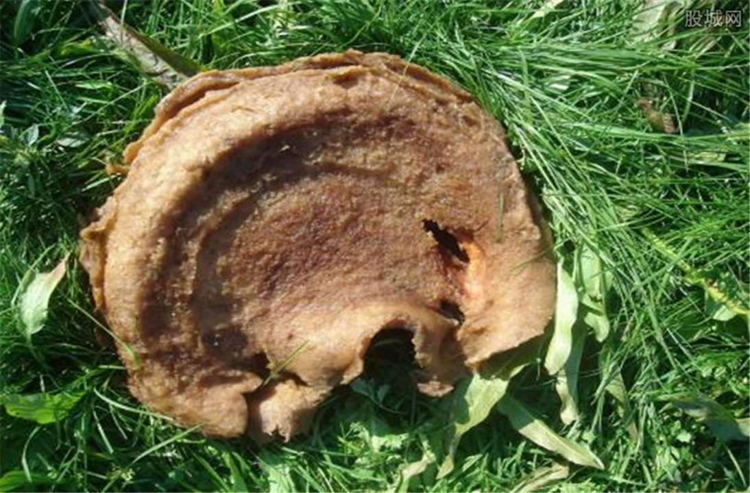 太岁的真实价值,太岁真的那么值钱嘛