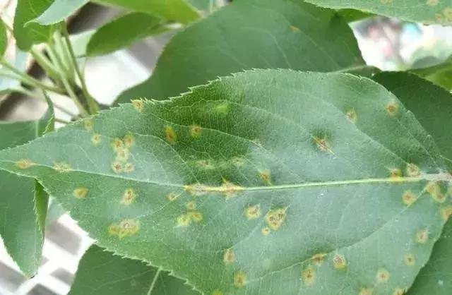 防治黑星病的农药,黑星病严重用什么杀菌剂