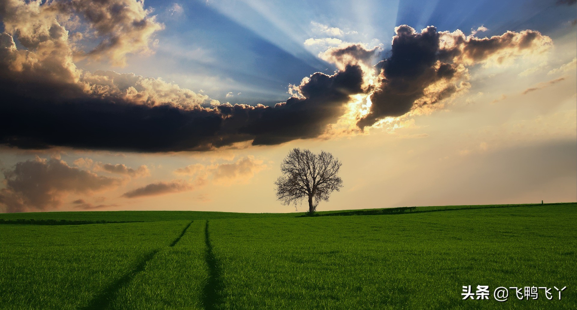 家庭庭院草坪最好种什么品种,庭院草坪草籽哪个品种好