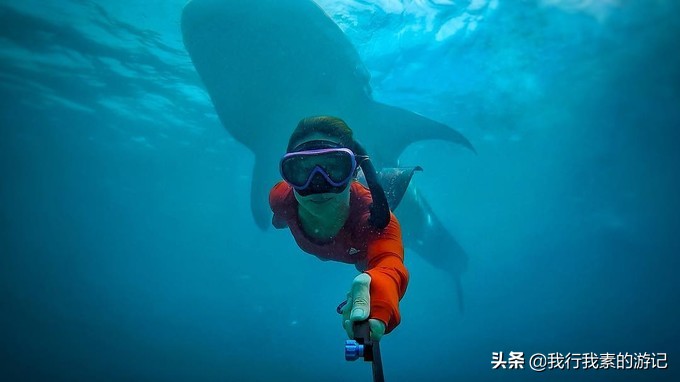 想去看鲸鲨？这里可以满足你