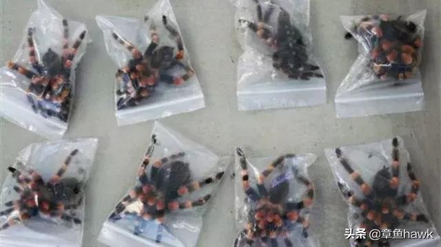 机场安检奇怪的行李,机场安检看到行李箱的奇怪东西