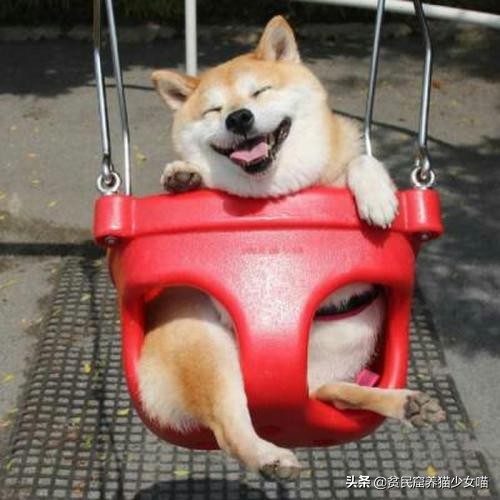 想在宿舍养一只活物,宿舍适合养什么猫