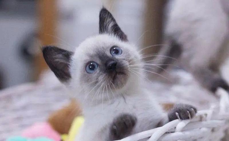 最受欢迎的猫品种前十名,国内最受欢迎的6种猫咪橘猫