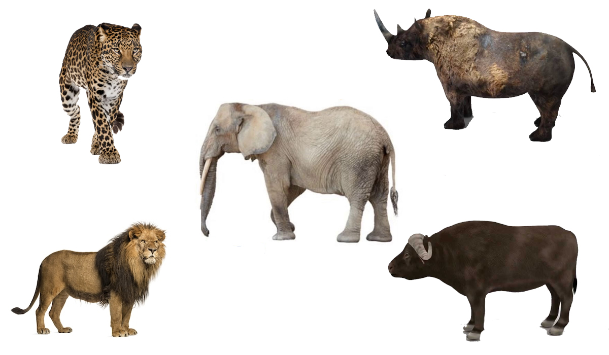 非洲野生动物中的五霸，实力应该如何排序？