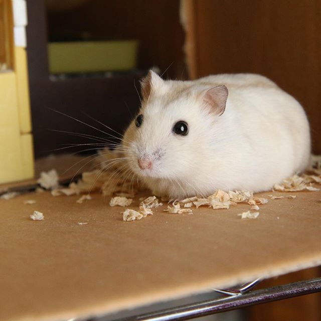 仓鼠向猫咪求饶,仓鼠向主人求救的征兆