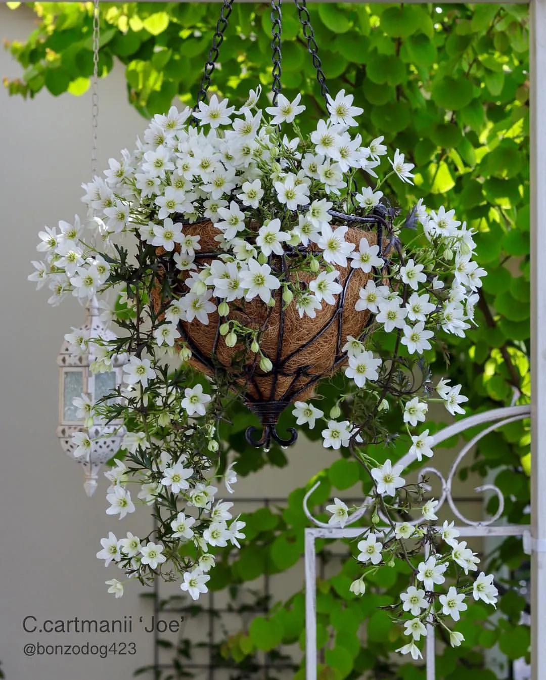 藤本植物皇后铁线莲,藤本皇后铁线莲品种