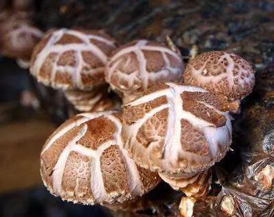 香菇生料栽培与熟料栽培的区别,食用菌栽培技术香菇