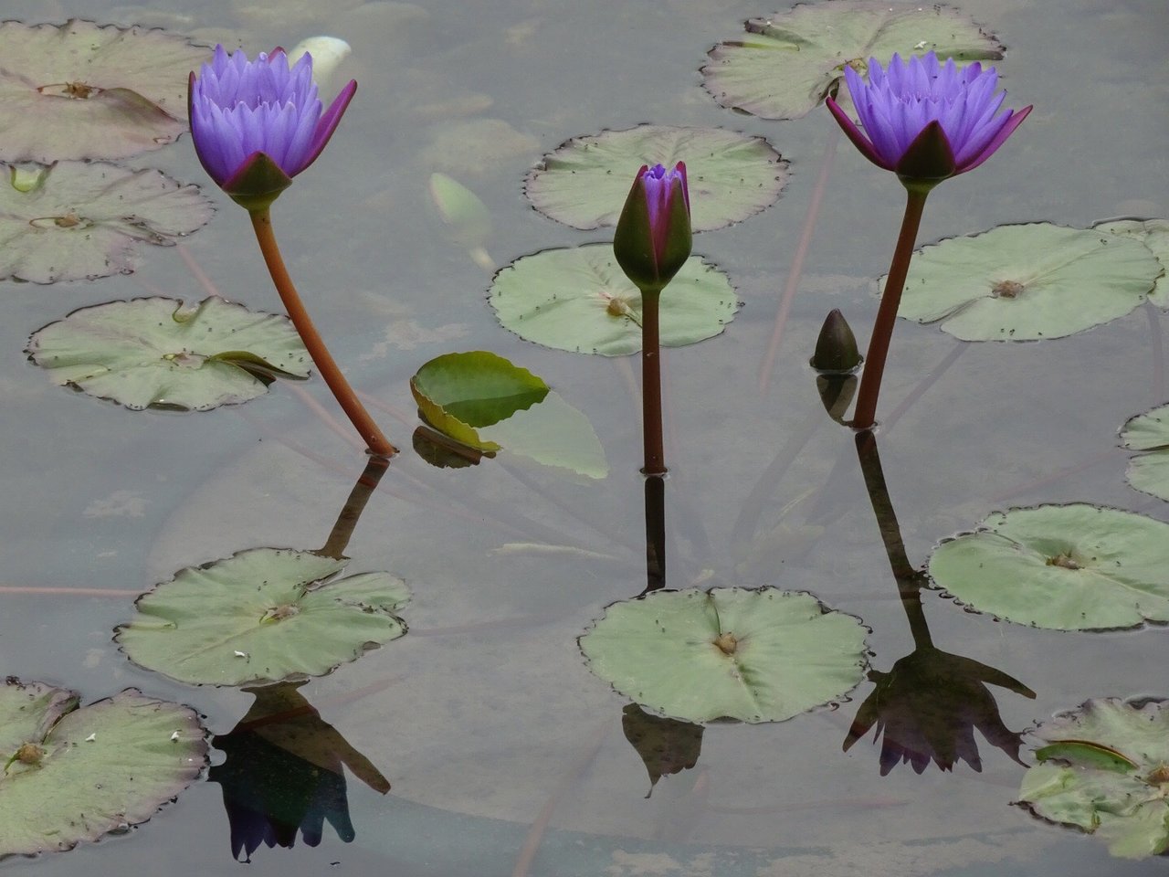 香港志莲净苑地图,香港志莲净苑好玩吗