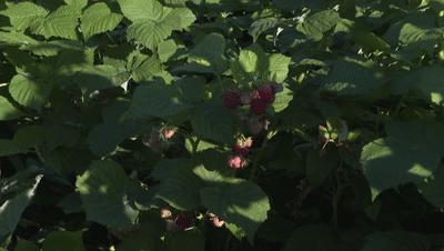 凤凰桥树莓采摘,春天到树莓采摘