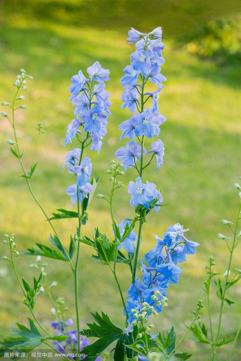 中药材飞燕草,中药飞燕草的功效