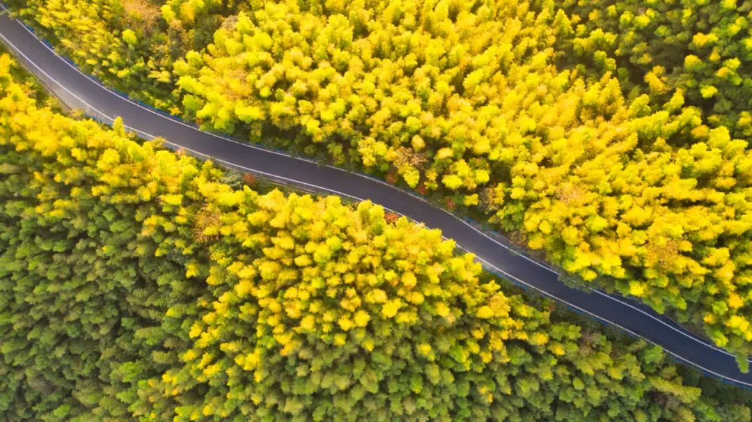 杭州的秋天随处可见都是美景,杭州西溪湿地美成调色盘