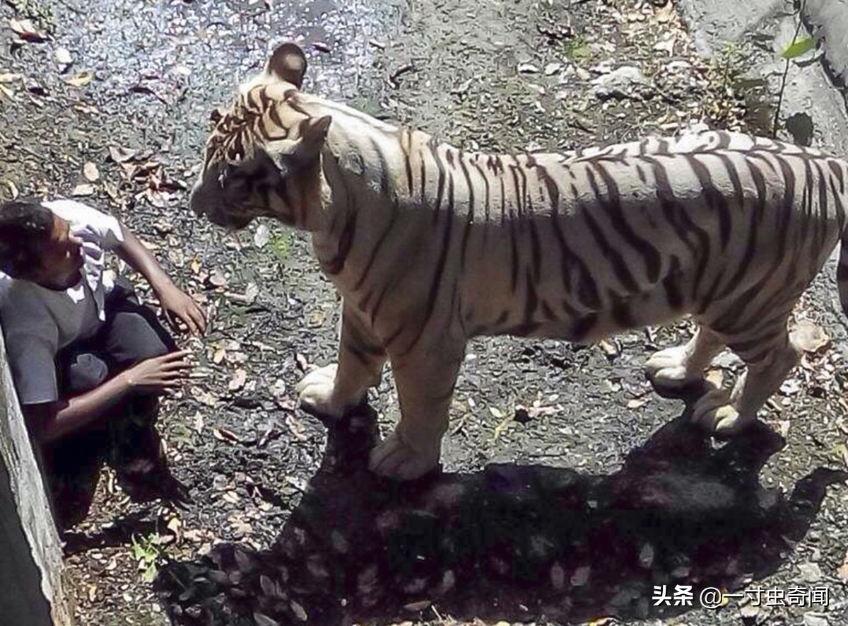 对付野兽最有效的办法,遇到野兽反击