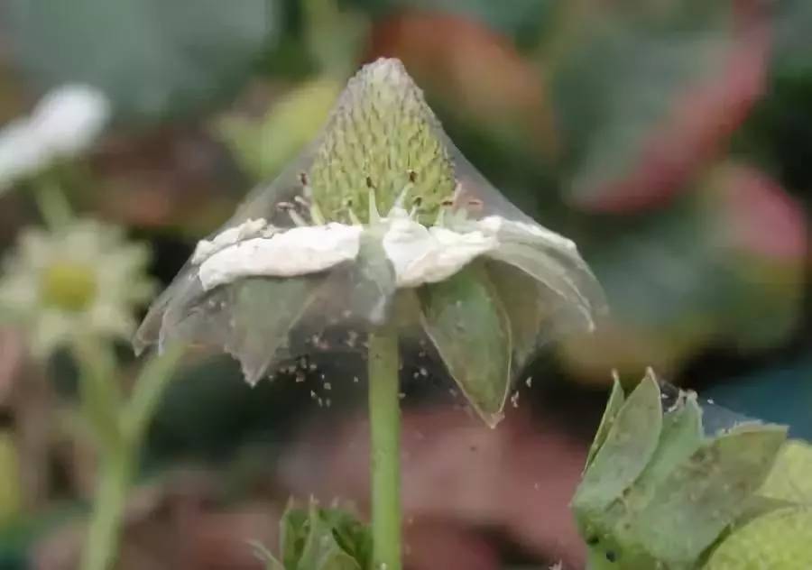 叶螨的危害,草莓螨害发生规律