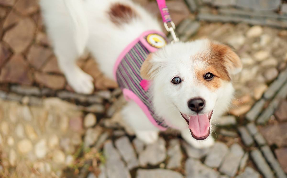 狗狗为保护主人而咬伤别人犯法吗,狗狗护食咬主人怎么办如何纠正