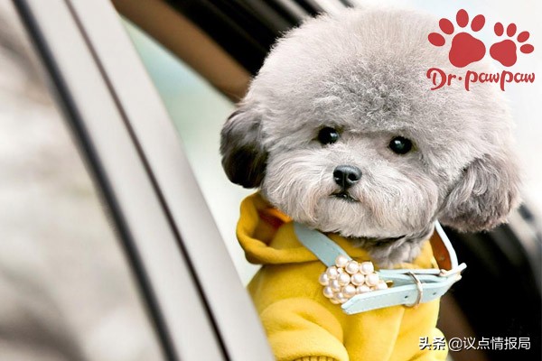 普安特治狗癣效果怎么样,普安特宠物眼药水