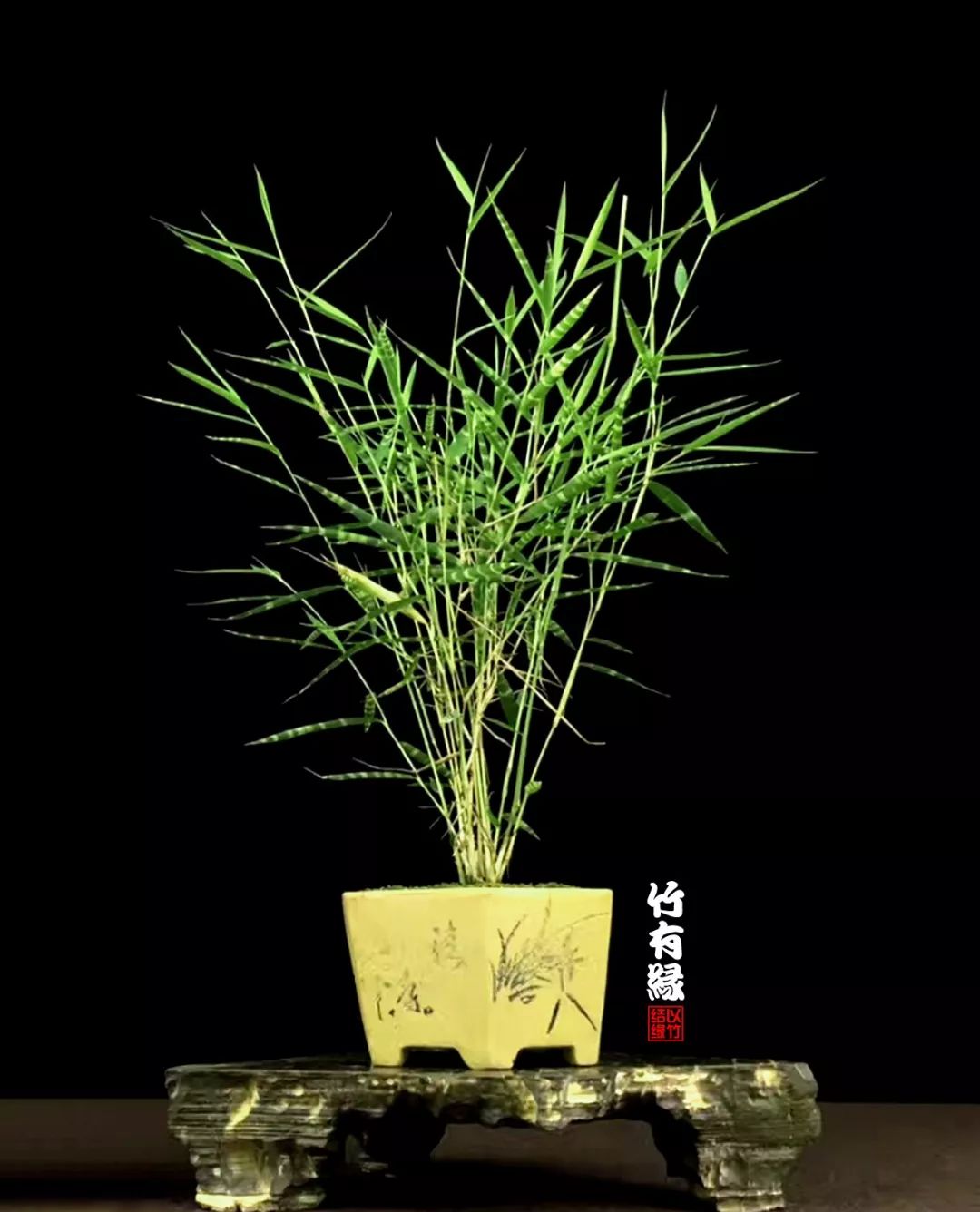 《竹子浇水宝典》竹子浇水是门大学问!