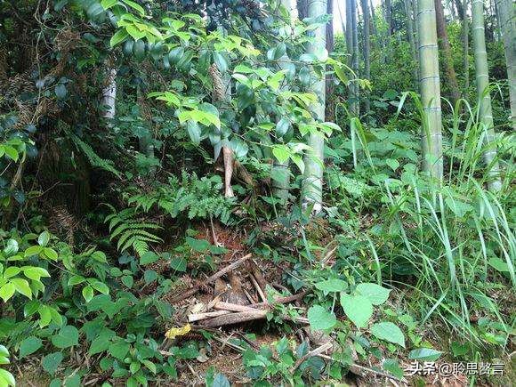 竹笋诗词精选三十一首,山中竹笋诗词