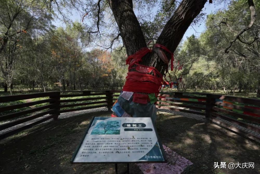 小曼打卡迎旅发〡城市森林：城市中难得的“世外桃源”