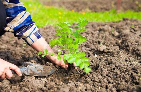 鸡粪烧苗最快的方法,鸡粪育苗烧苗怎么补救