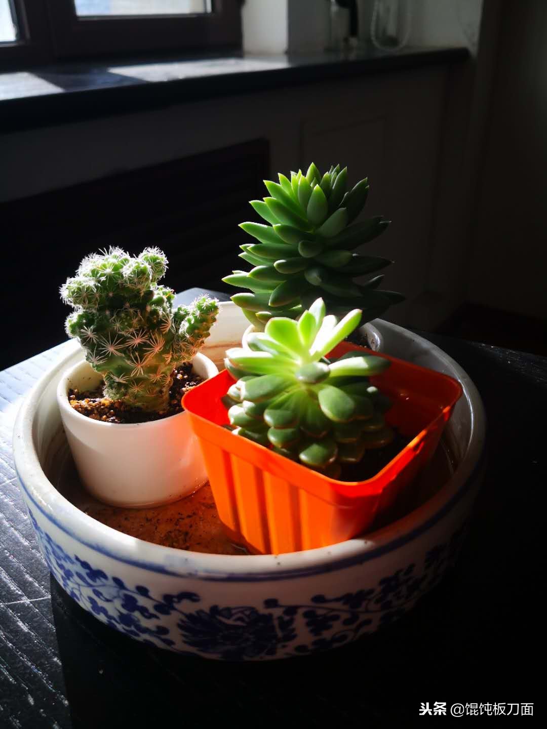 板面和馄饨面,板刀面和馄饨