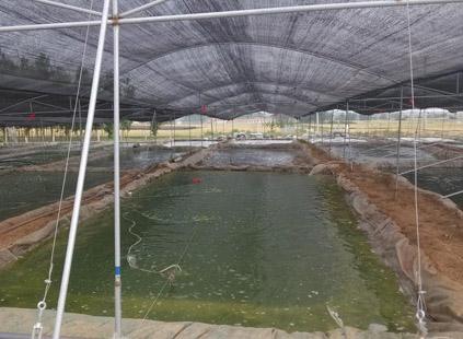 蛤士蟆,蛤士蟆多少钱一斤