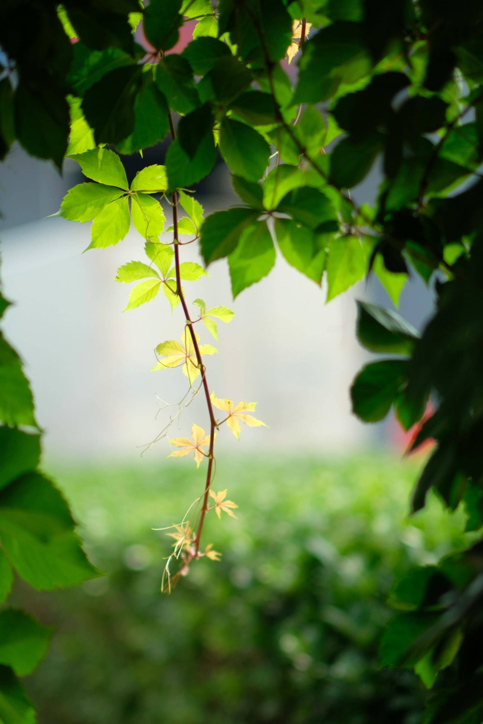 七工匠25mm镜头值不值得买,七工匠35mm1.7镜头值不值得买