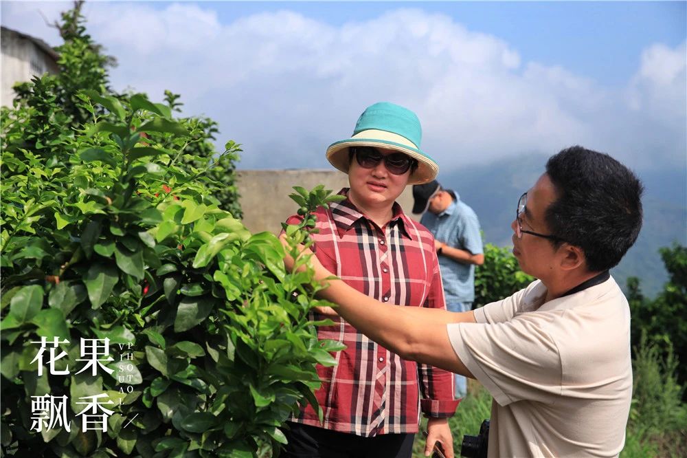 果园建园,果园选址规划