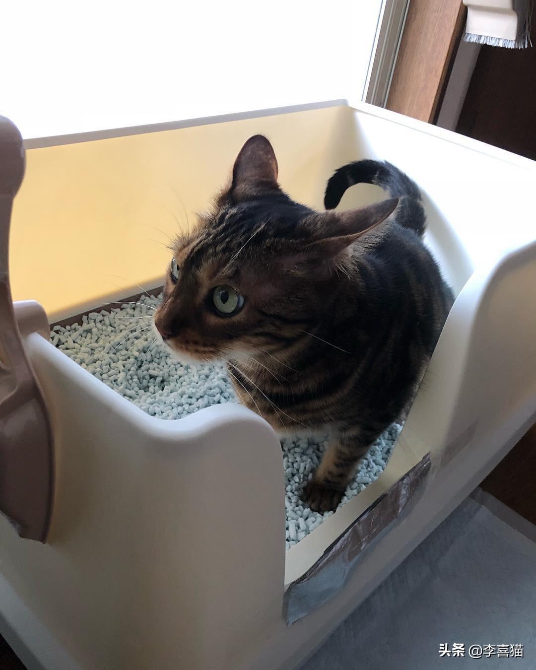 辟谣猫咪不能戴铃铛,猫咪没事喜欢咬着玩