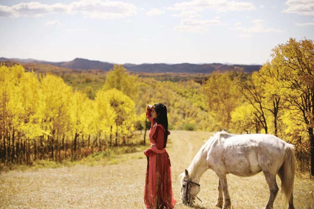 坝上秋色之金色草原,坝上金色草原风景