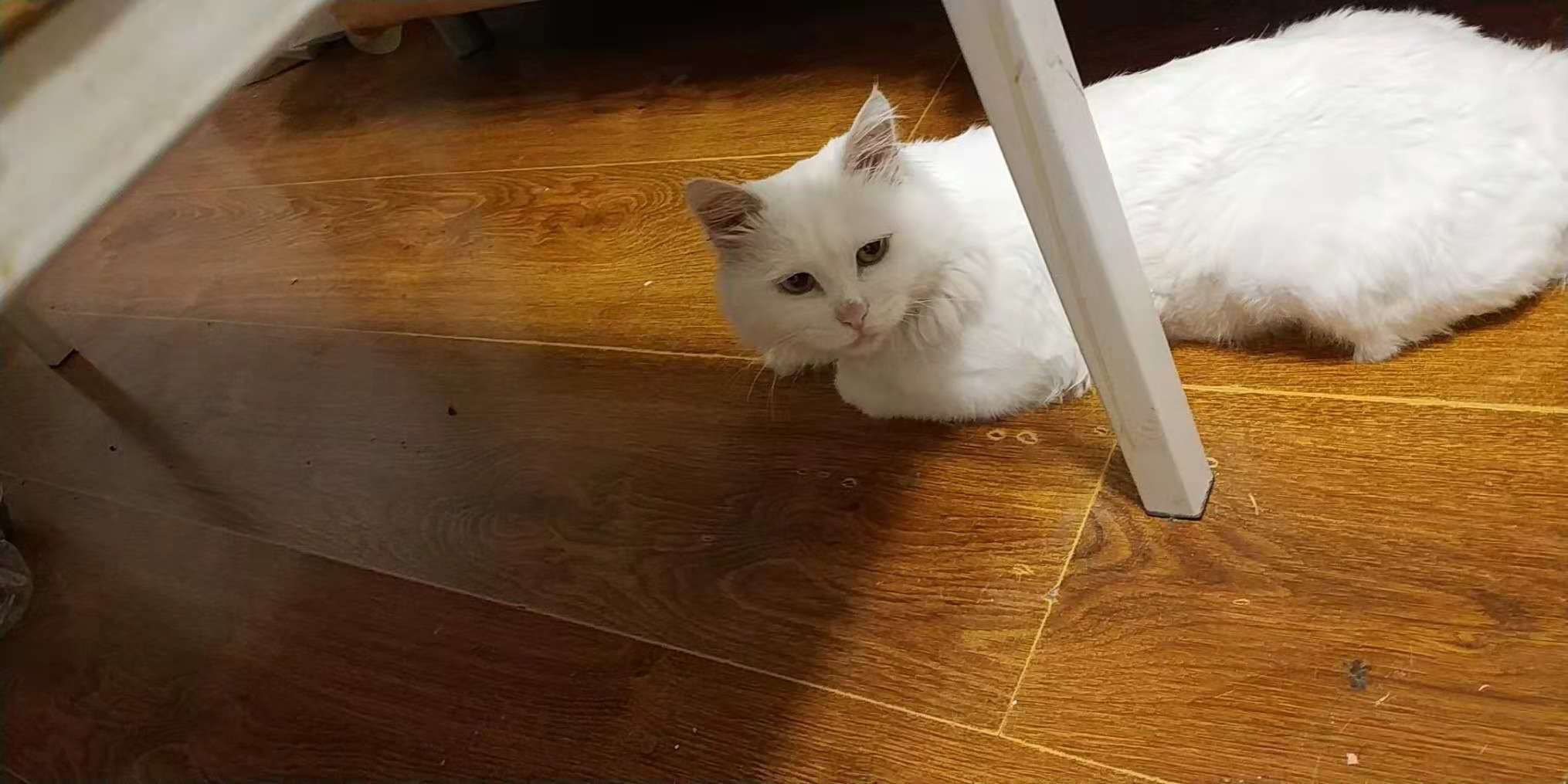 狮子猫小猫咪,狮子猫橘色宠物