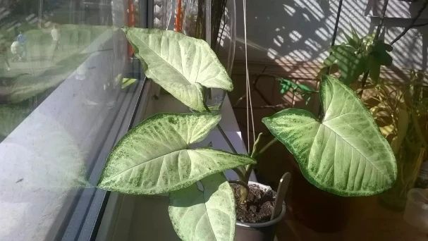 合果芋适合在室内养吗,合果芋黄叶怎么办