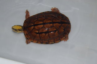 三线闭壳金钱龟买什么龟缸最好养,三线闭壳金钱龟可以深水养吗