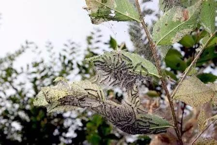 筑牢国门生物安全防线,国门生物安全当好国门卫士