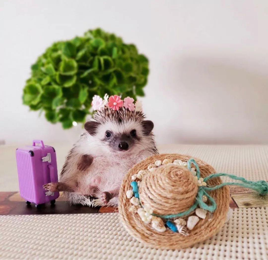 养一只戏精宠物是什么体验,养了一只小狐狸是什么体验