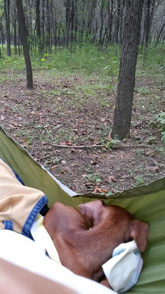 伸舌头的小鹿犬,爱洗澡的小鹿犬