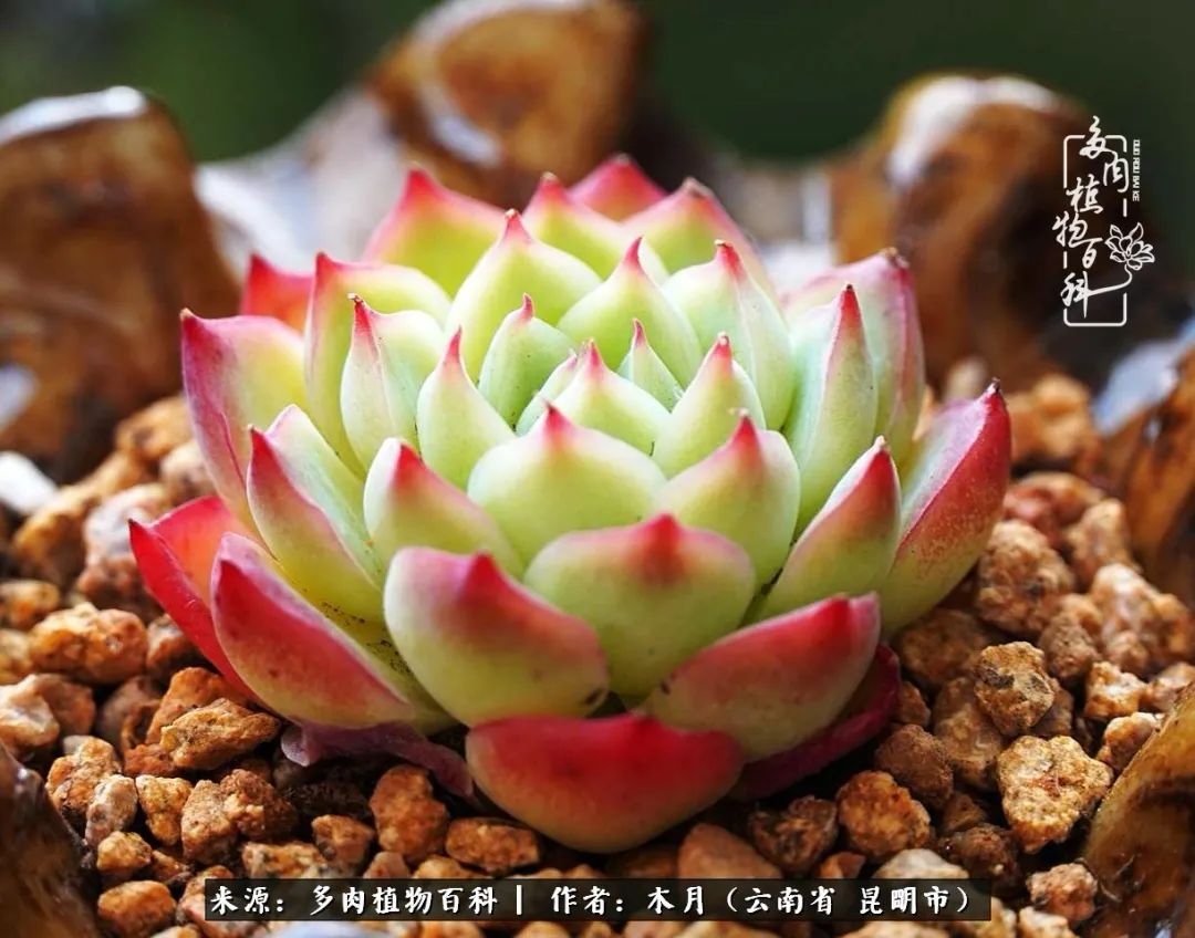 浅冬多肉，终有美好在等候