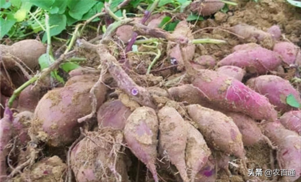 紫薯霉斑怎么处理,紫薯种植后的管理方法