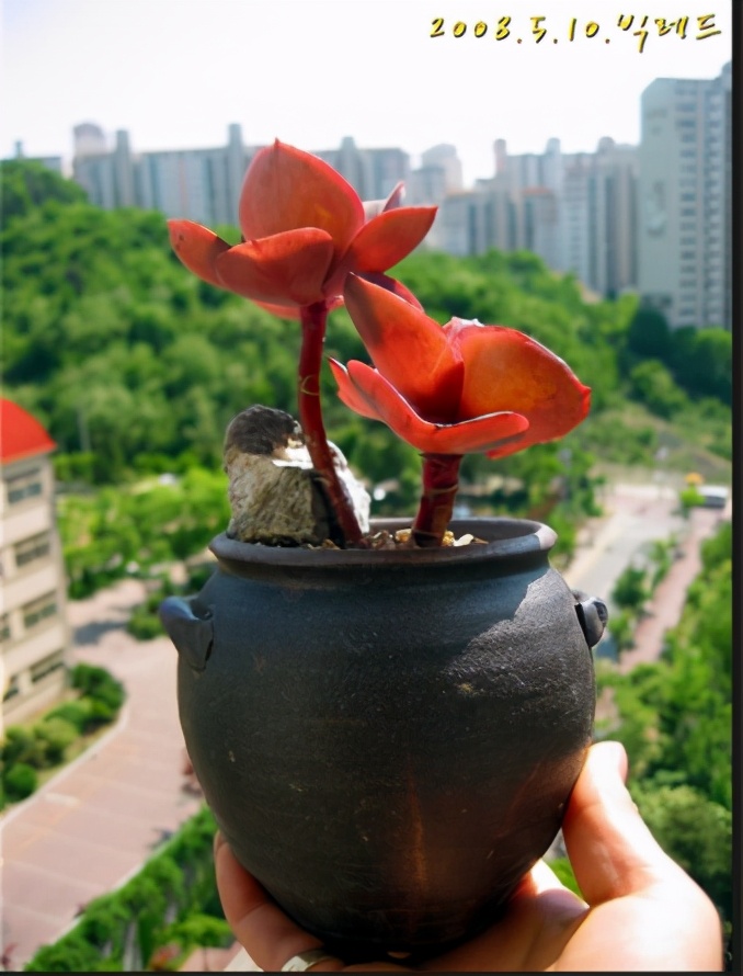 多肉公主艺术造型,韩国画多肉的女孩