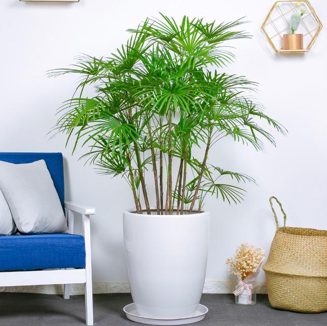 绿叶竹子怎么养护,细叶棕竹怎么养护和管理