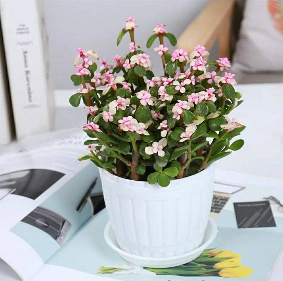 金枝玉叶雅乐之舞老桩,金枝玉叶雅乐之舞怎么养成老桩