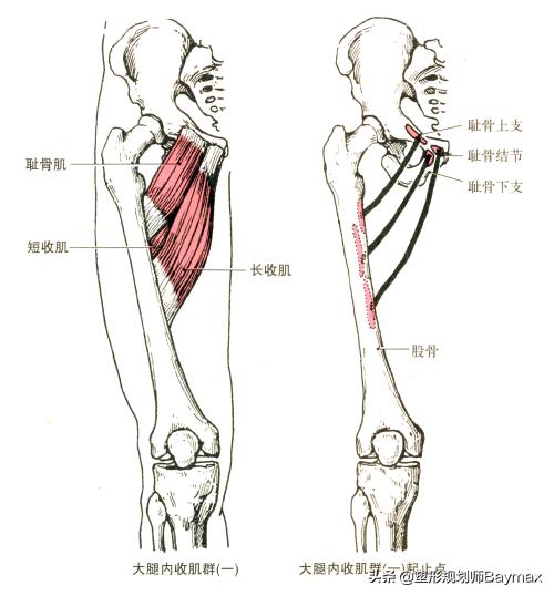 女人大腿松弛什么原因,减肥后大腿内侧松弛怎么办