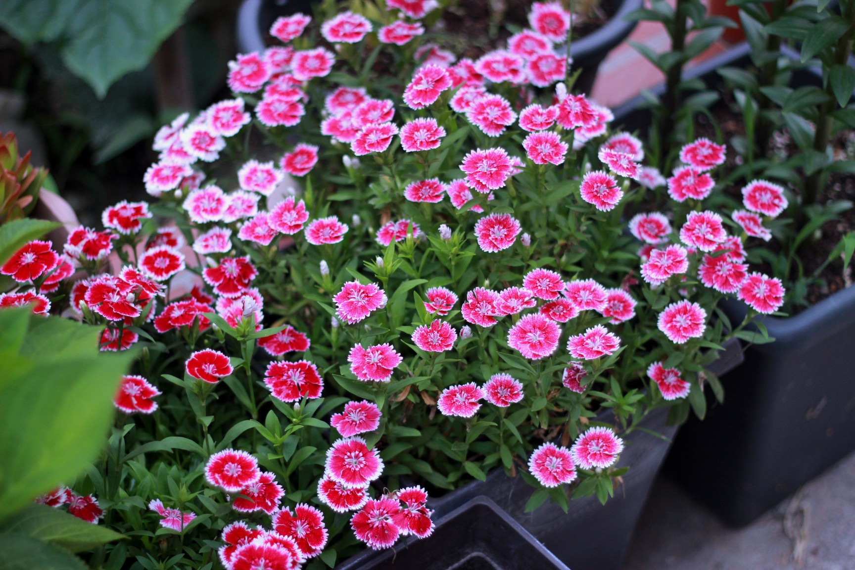 人养花一时养人一生,人养花同时花也养人