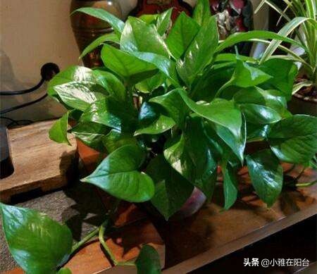 绿萝叶子发黄多久浇次水,绿萝叶子蔫了变软发黑是什么原因