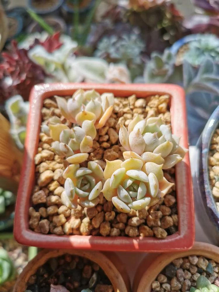 适合北方阳台党养的多肉,适合养在北阳台的多肉