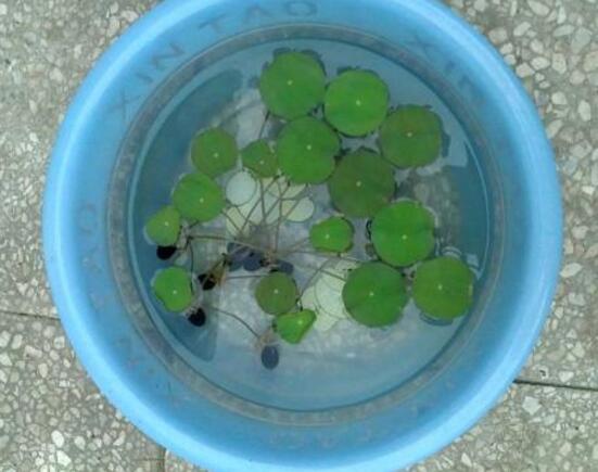 碗莲培育全过程视频,碗莲培育壮苗