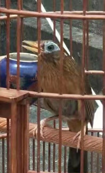 养鸟有蚊子怎么办,竹鸟笼养鸟怎么清洗粪便