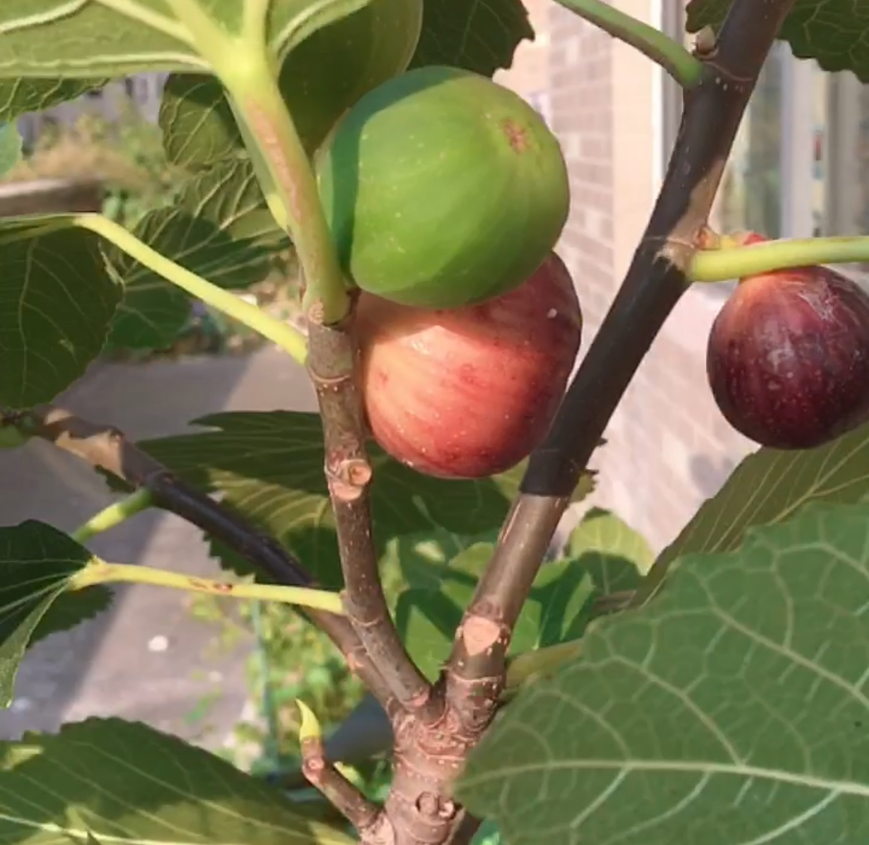 无花果盆栽种植方法和技巧,无花果盆栽种植方法