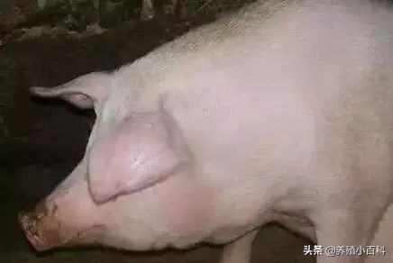 猪的注射方式和注意事项,猪疫苗注射的正确部位和方法图